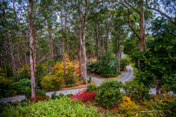 Картинка австралия природа дороги деревья кустарники