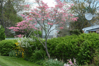 Картинка цветы цветущие+деревья+ +кустарники кустарники дома антенна трава