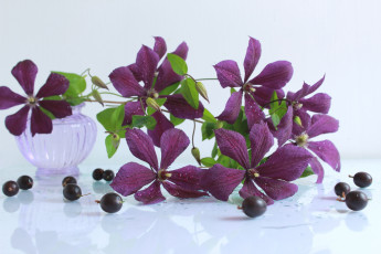 Картинка цветы клематис+ ломонос крыжовник клематис фиолет