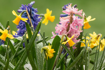 Картинка цветы разные+вместе гиацинты капли нарциссы роса