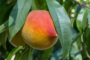 Картинка природа плоды персик плод дерево листья