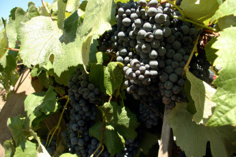 Картинка природа Ягоды +виноград виноград ягоды урожай гроздья
