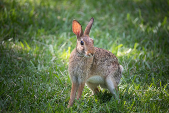 Картинка животные кролики +зайцы шерсть шкура заяц животное