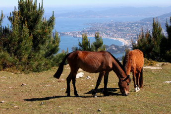 Картинка животные лошади побережье сосны двое
