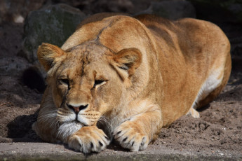 Картинка животные львы камни песок