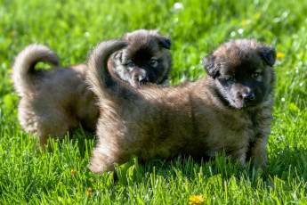 Картинка животные собаки трава двое щенки