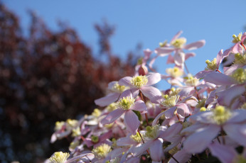 Картинка цветы клематис+ ломонос цветение лепестки клематис