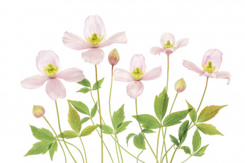 Картинка цветы клематис+ ломонос клематис макро розовый