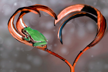 Картинка животные лягушки сердце боке макро ветка лягушка