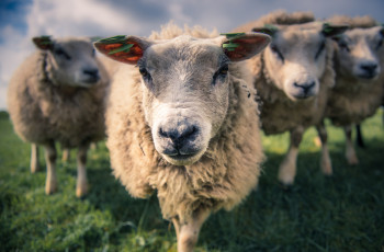 Картинка животные овцы +бараны четверо трава
