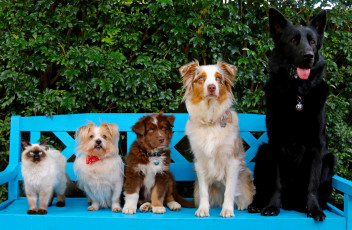 Картинка животные разные+вместе кустарник скамейка кошка собаки