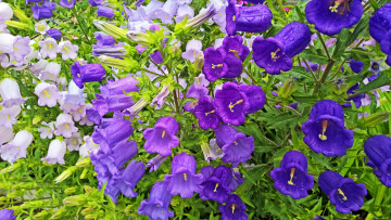Картинка цветы колокольчики фиолетовый цвет
