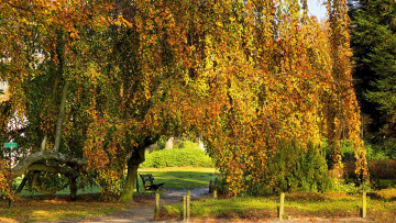 Картинка природа деревья скамейка дерево осень