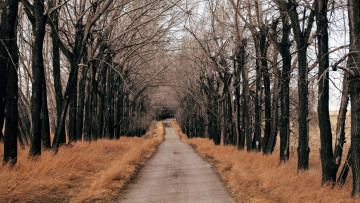 Картинка природа дороги деревья осень проселочная дорога