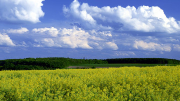 Картинка природа поля облака поле лето горчица