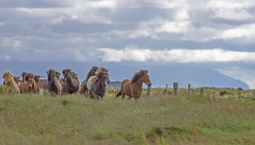 Картинка животные лошади большая грива окрас лошадь