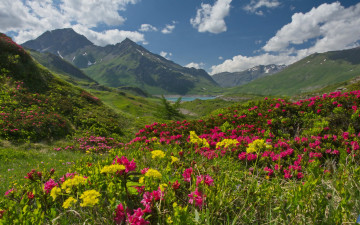 Картинка природа горы рододендроны озеро альпы плато haute-maurienne savoie alps савойя mont cenis франция france