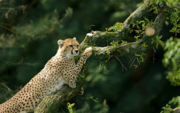 Картинка животные гепарды дикая кошка дерево гепард