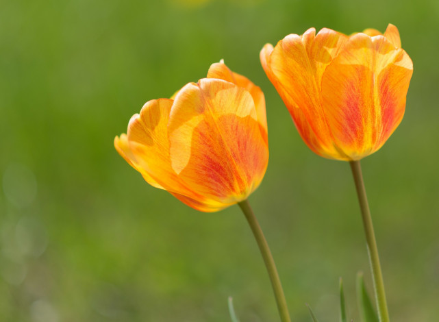 Обои картинки фото цветы, тюльпаны, оранжевый, цвет