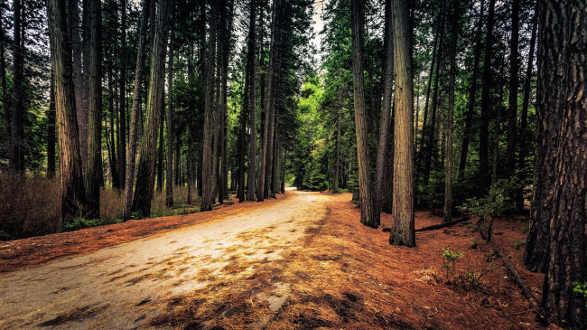Обои картинки фото природа, дороги, сосны, дорога, лесная, лес
