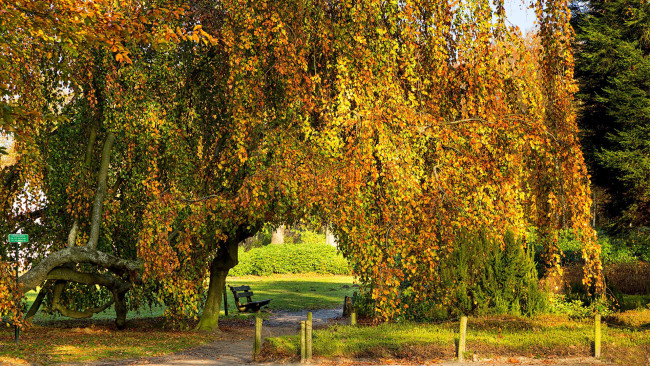 Обои картинки фото природа, деревья, скамейка, дерево, осень