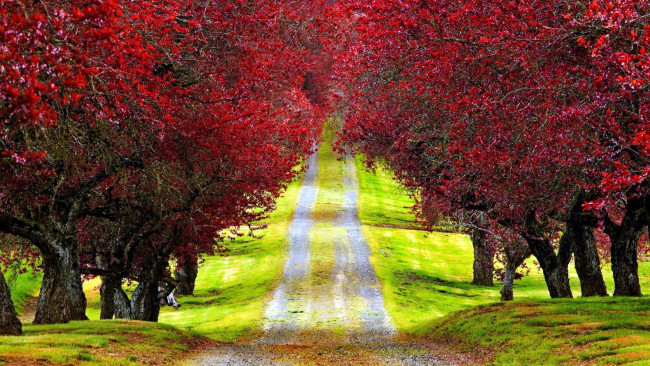 Обои картинки фото природа, дороги, дорога, проселочная, осень, деревья