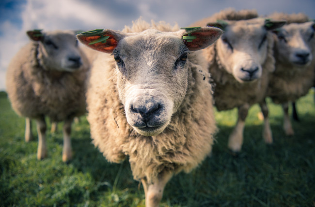 Обои картинки фото животные, овцы,  бараны, четверо, трава