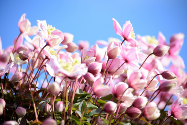 Обои картинки фото цветы, клематис , ломонос, клематис, макро, розовый