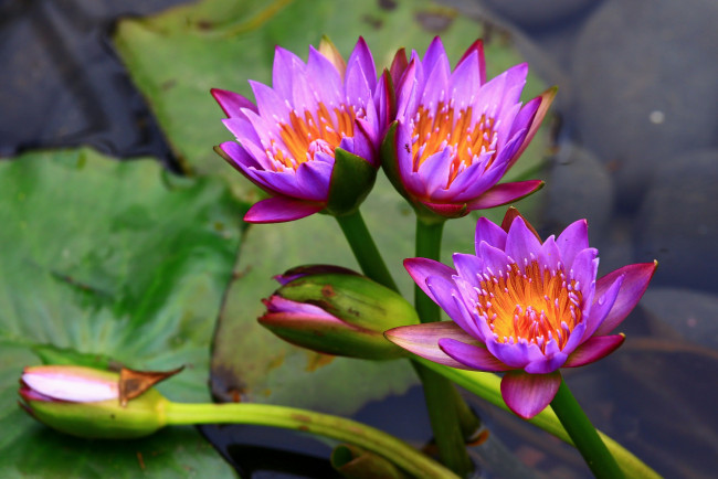 Обои картинки фото цветы, лилии водяные,  нимфеи,  кувшинки, лиловый, водяные, лилии, нимфея