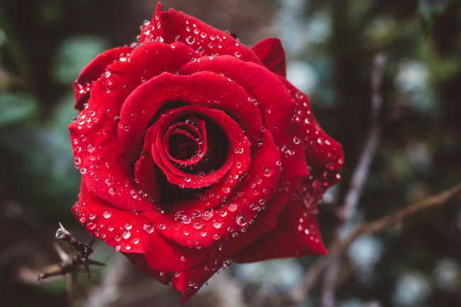Обои картинки фото цветы, розы, капли, красная, роза, бутон, макро