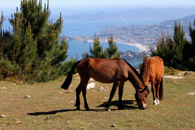 Обои картинки фото животные, лошади, побережье, сосны, двое
