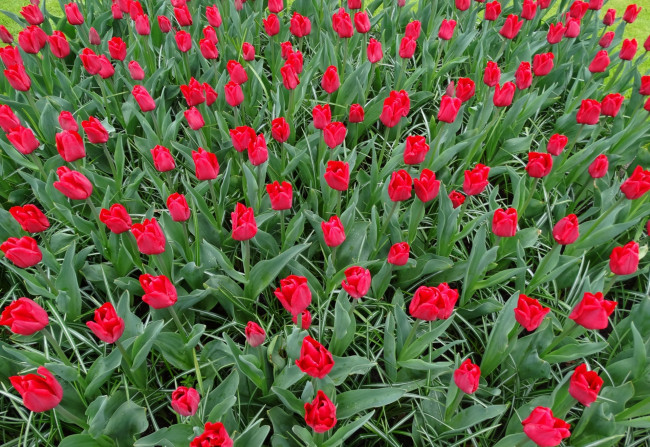 Обои картинки фото цветы, тюльпаны, красный, цвет
