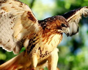 Картинка животные птицы+-+хищники хищник крылья
