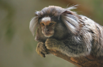 Картинка животные обезьяны ветка