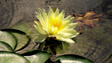 Картинка цветы лилии водяные нимфеи кувшинки вода желтый