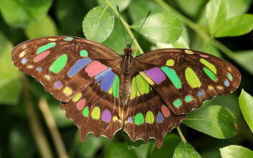 Картинка животные бабочки листья разноцветная бабочка
