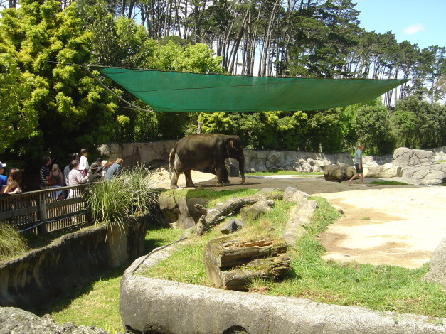 Обои картинки фото животные, слоны, зоопарк