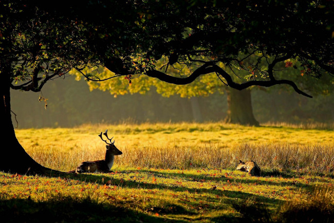 Обои картинки фото животные, олени, дерево, рога, природа