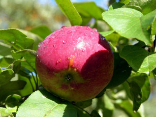 обоя природа, плоды, яблоко, капли