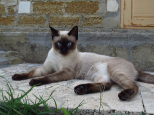 Картинка животные коты голубые глаза сиамский котик