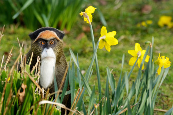 Картинка животные обезьяны цветы нарциссы