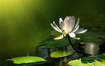 Картинка цветы лилии водяные нимфеи кувшинки бутон листья лотос зеленый фон