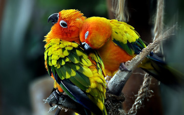 Картинка животные попугаи любовь птицы пара