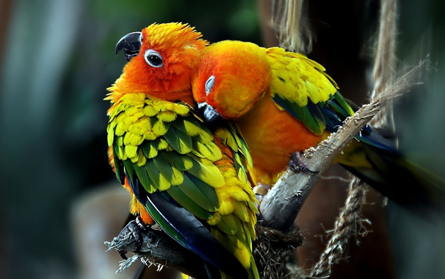 Обои картинки фото животные, попугаи, любовь, птицы, пара