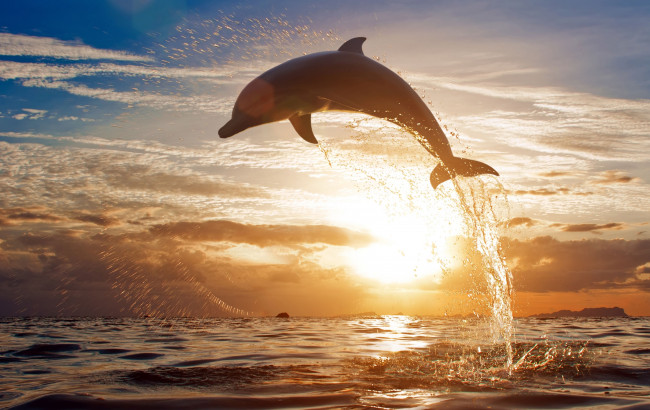 Обои картинки фото животные, дельфины, море, закат, брызги, прыжок