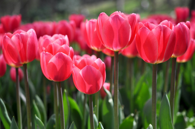 Обои картинки фото цветы, тюльпаны, бутоны, красный