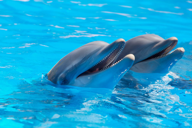 Обои картинки фото животные, дельфины, вода