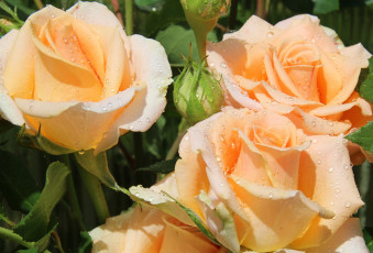 Картинка цветы розы капли кремовый
