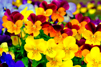 Картинка цветы анютины глазки садовые фиалки яркий