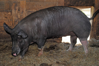 Картинка животные свиньи кабаны свинья